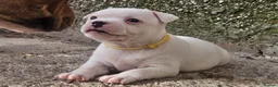 Staffordshire Bull Terrier dogs for sale: KC Registered last white female - Advert 3