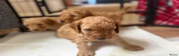 Cockapoo dogs for sale: 🐾 3 Gorgeous Male F1B Apricot Cockapoo Puppies 🐾 in Bournemouth - Advert 6