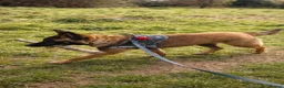 Belgian Shepherd Dog dogs for sale: Belgian malinois  - Advert 23