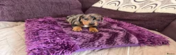 Miniature Dachshund dogs for sale: 🥰🐶MINIATURE DACHSHUND PUPPIE🥰🐶 - Advert 16