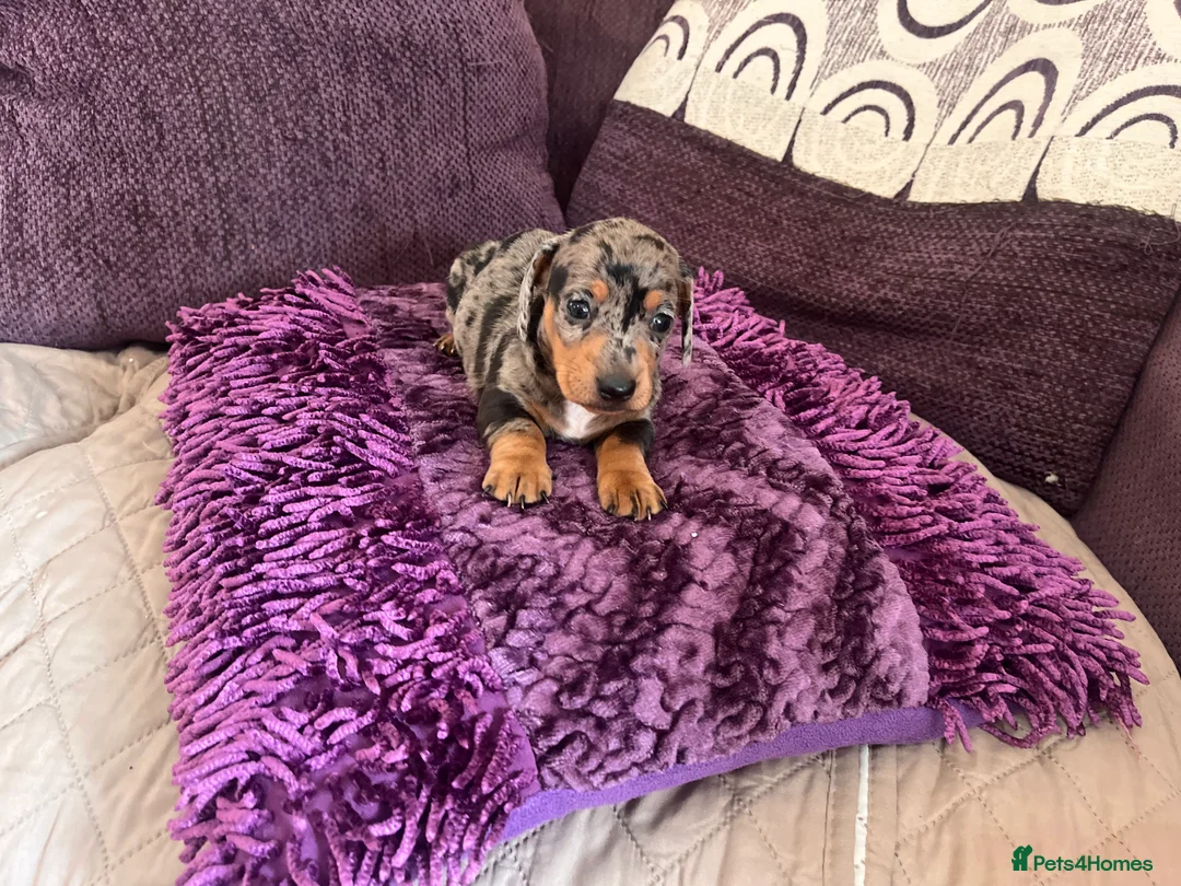 Miniature Dachshund dogs for sale: 🥰🐶MINIATURE DACHSHUND PUPPIE🥰🐶 - Advert 16