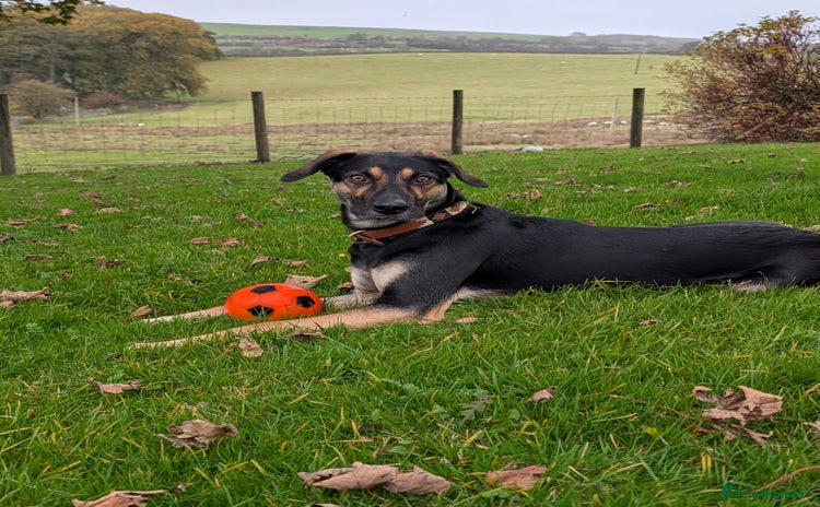 Huntaway dogs - Advert 1