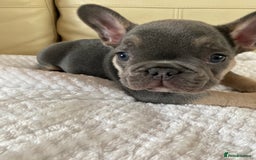 French Bulldog dogs for sale: Beautiful French Bulldogs Puppies for Sale  - Image 20