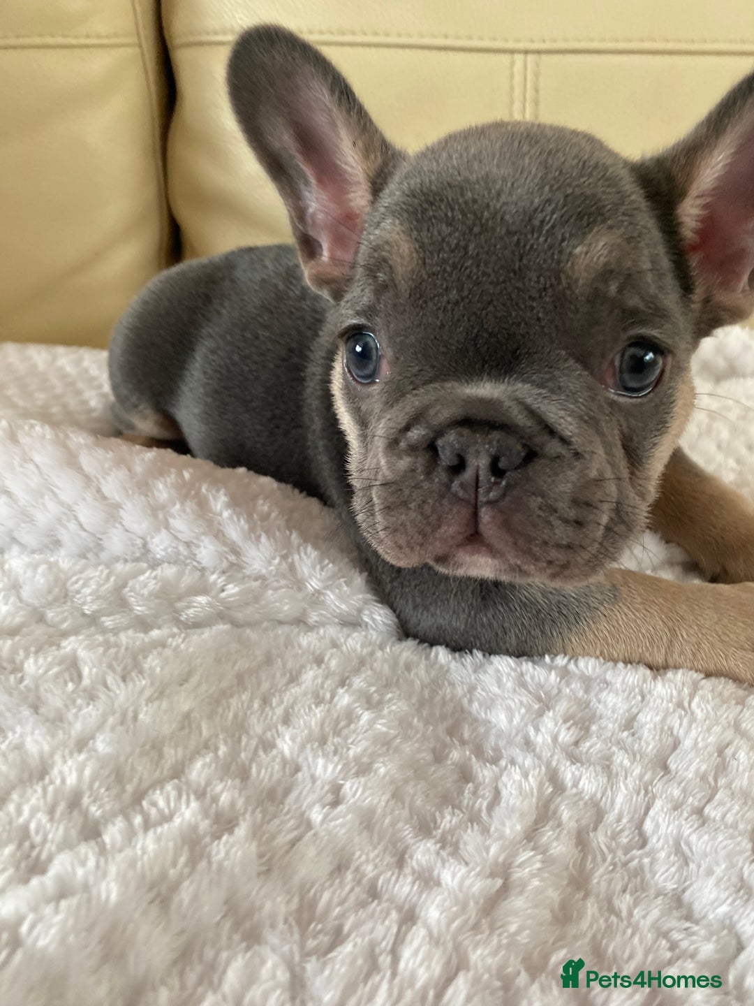French Bulldog dogs for sale: Beautiful French Bulldogs Puppies for Sale  - Image 20