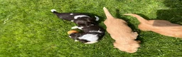 Cocker Spaniel dogs for sale: Fantastic HEALTH tested KC REG show type cocker 🐶 - Advert 11