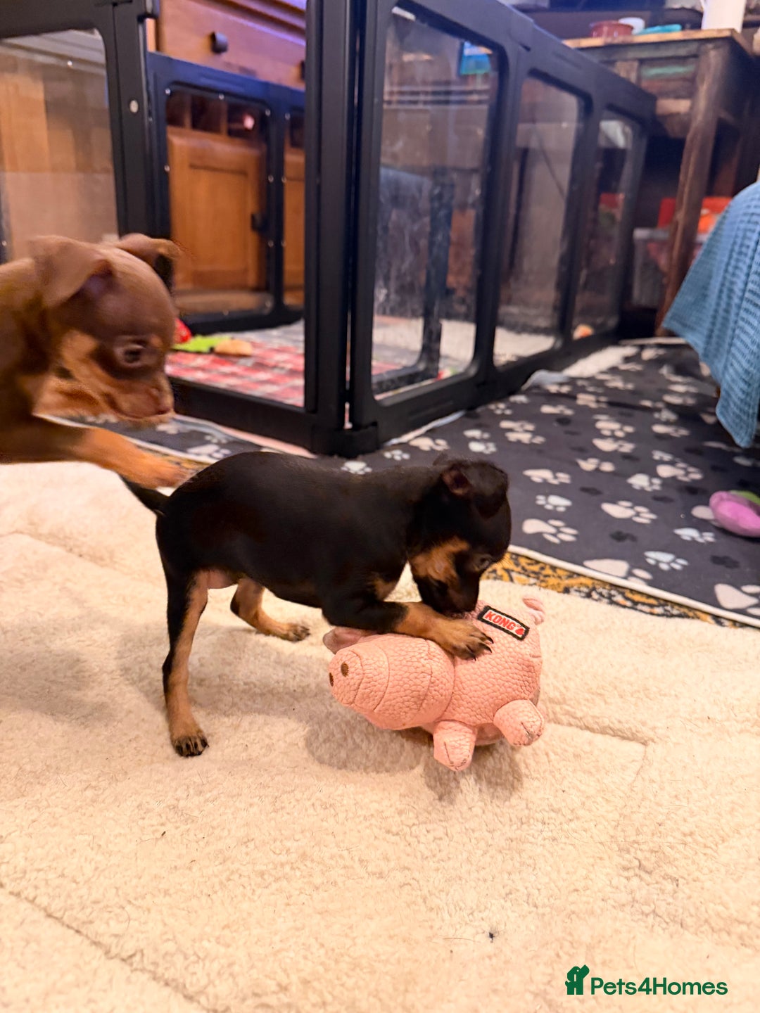 Russian Toy Terrier dogs for sale: Cutest little friend for life  - Advert 19