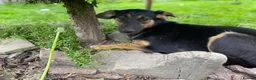 Mixed Breed dogs for adoption: ❤️🐶 GINA – GENTLE PEOPLE, PLAYFUL DOGS in Burton-on-Trent - Advert 9