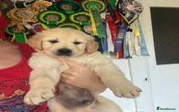 Golden Retriever dogs for sale: Champion line KC reg Golden Retriever pups - Image 3