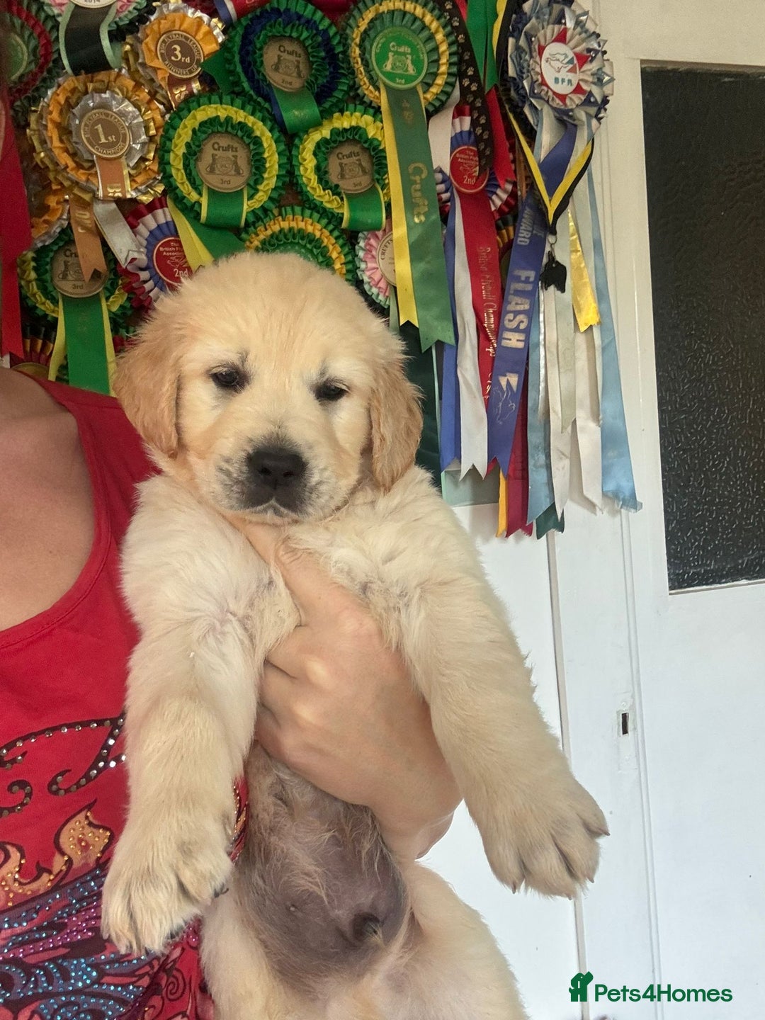 Golden Retriever dogs for sale: Champion line KC reg Golden Retriever pups - Image 3