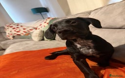 Mixed Breed dogs for sale: Spaniel cross - Image 1