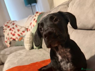 Mixed Breed dogs - Advert 5