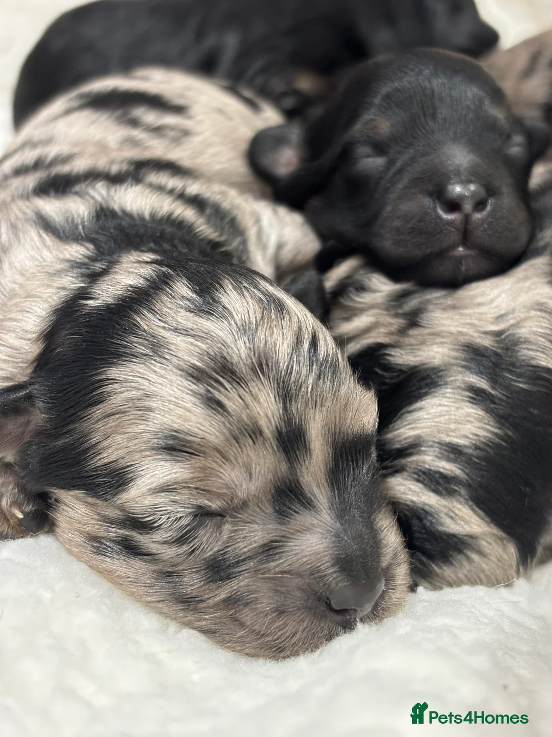 Maltipoo dogs for sale: 💎 Adorable Maltipoo Puppies ❤️ - Advert 18