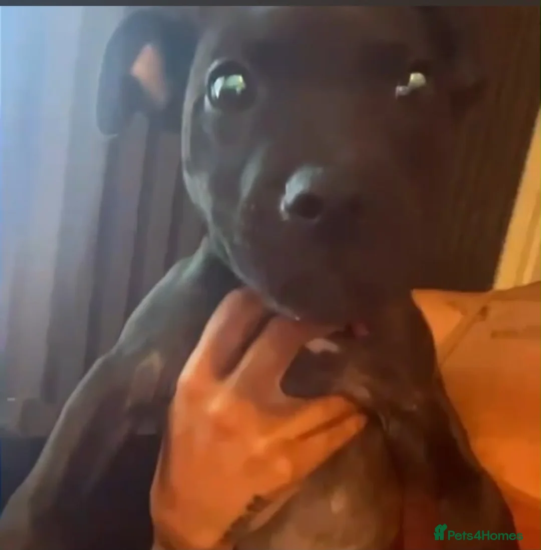 Mixed Breed dogs for sale: Puppy  - Advert 1