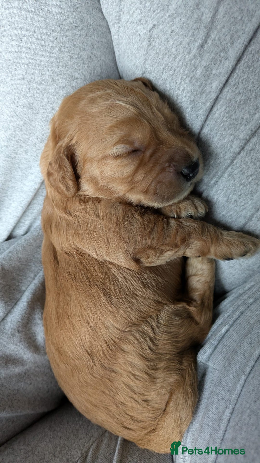 Cockapoo dogs for sale: Five Beautiful Cockerpoo Puppies  - Image 18