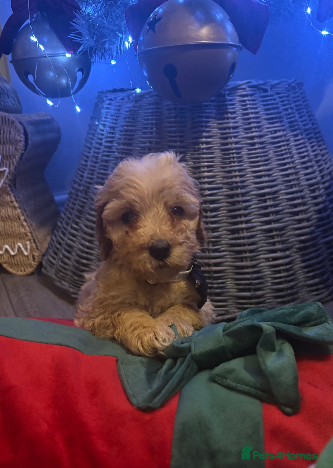 Cockapoo dogs for sale: ⭐️EXTENSIVELY HEALTH TESTED, COCKAPOO F1B GIRL⭐️ - Advert 10