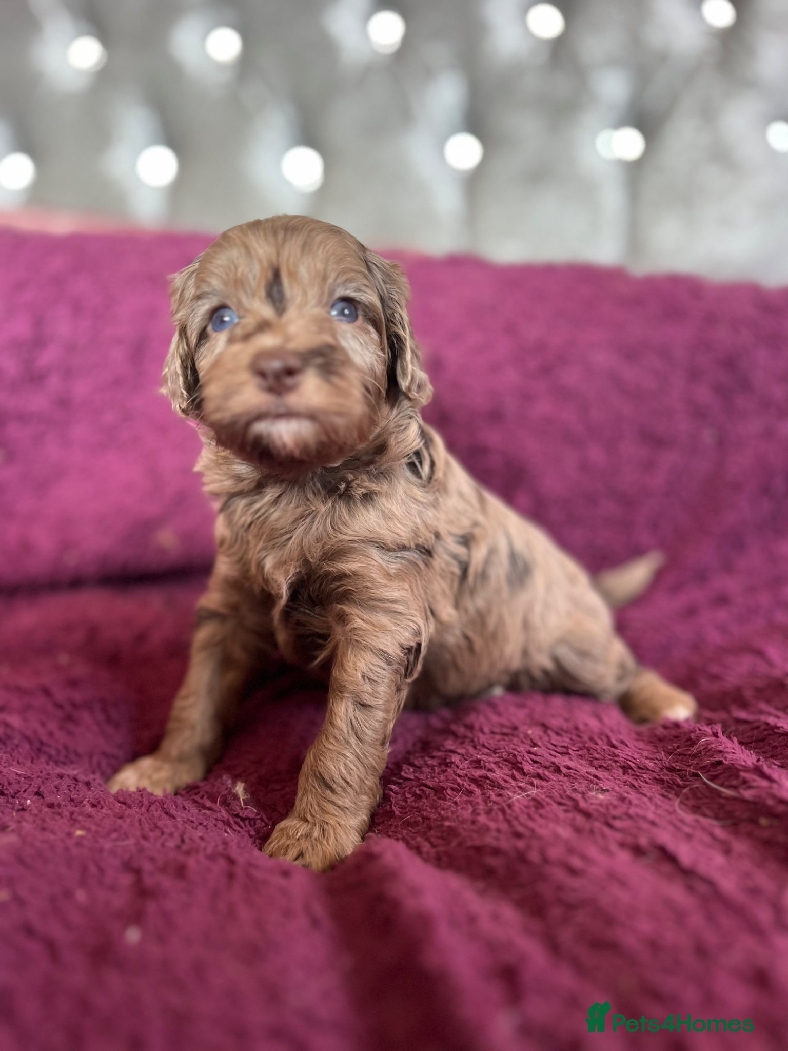 Cockapoo dogs Beautiful Merle cockapoo puppies  - Advert 1