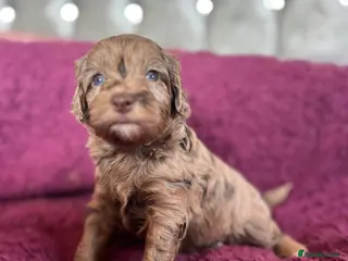 Cockapoo dogs for sale: Beautiful Merle cockapoo puppies - Advert 4