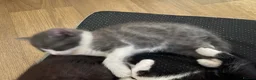British Shorthair cats for sale: British shorthair mix kitten’s  - Advert 16