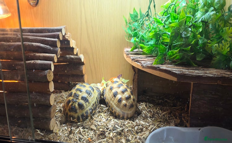 Tortoise reptiles Horsefield tortoises  - Advert 1