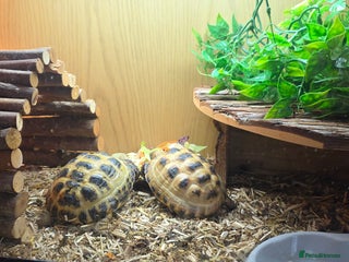 Tortoise reptiles Horsefield tortoises - Advert 1