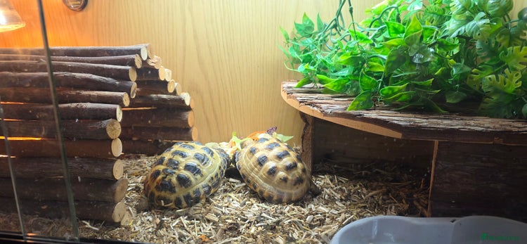 Tortoise reptiles Horsefield tortoises - Advert 1