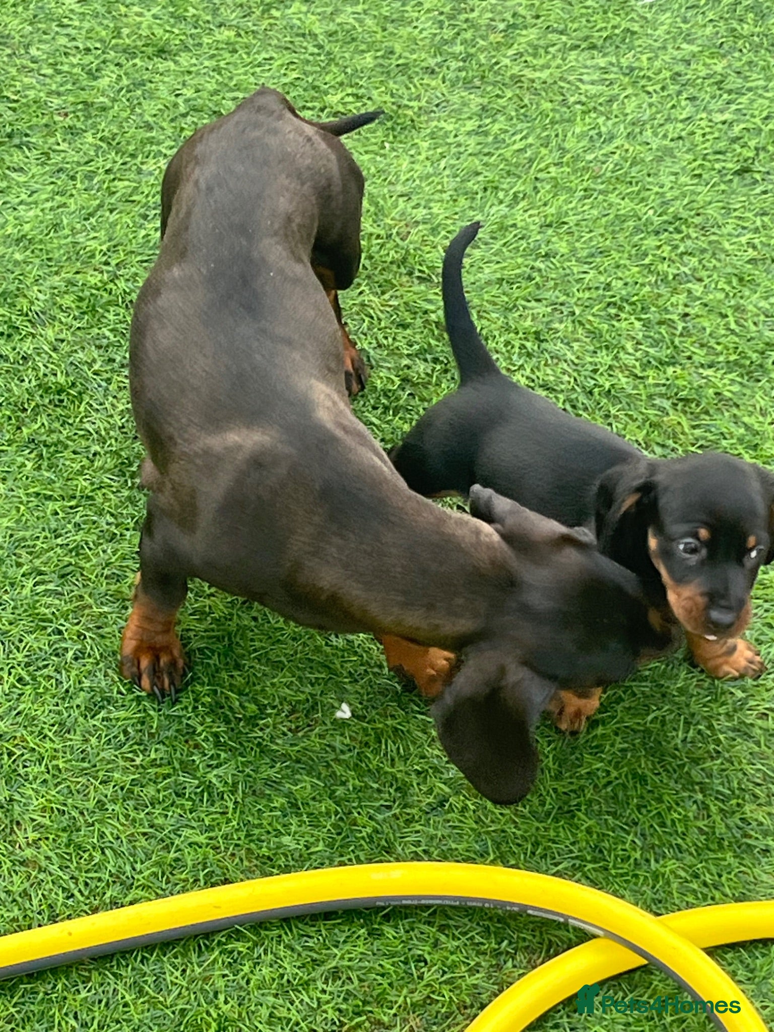 Miniature Dachshund dogs Dachshund boys - Advert 1