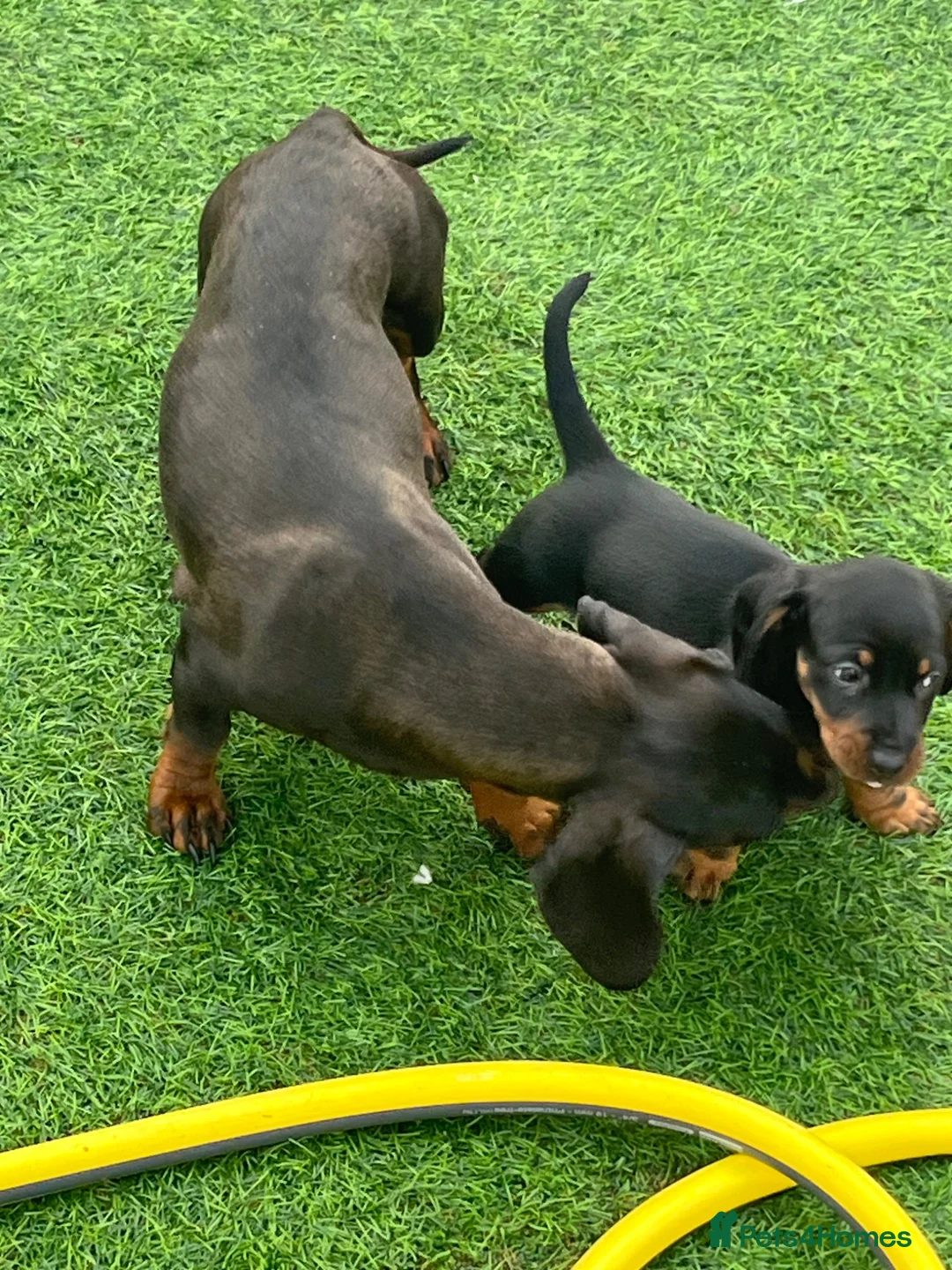 Miniature Dachshund dogs for sale: Dachshund boys in Coventry - Advert 1