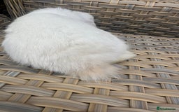 Mini Lop rabbits for sale: Gorgeous mini lop bucks available . - Image 5
