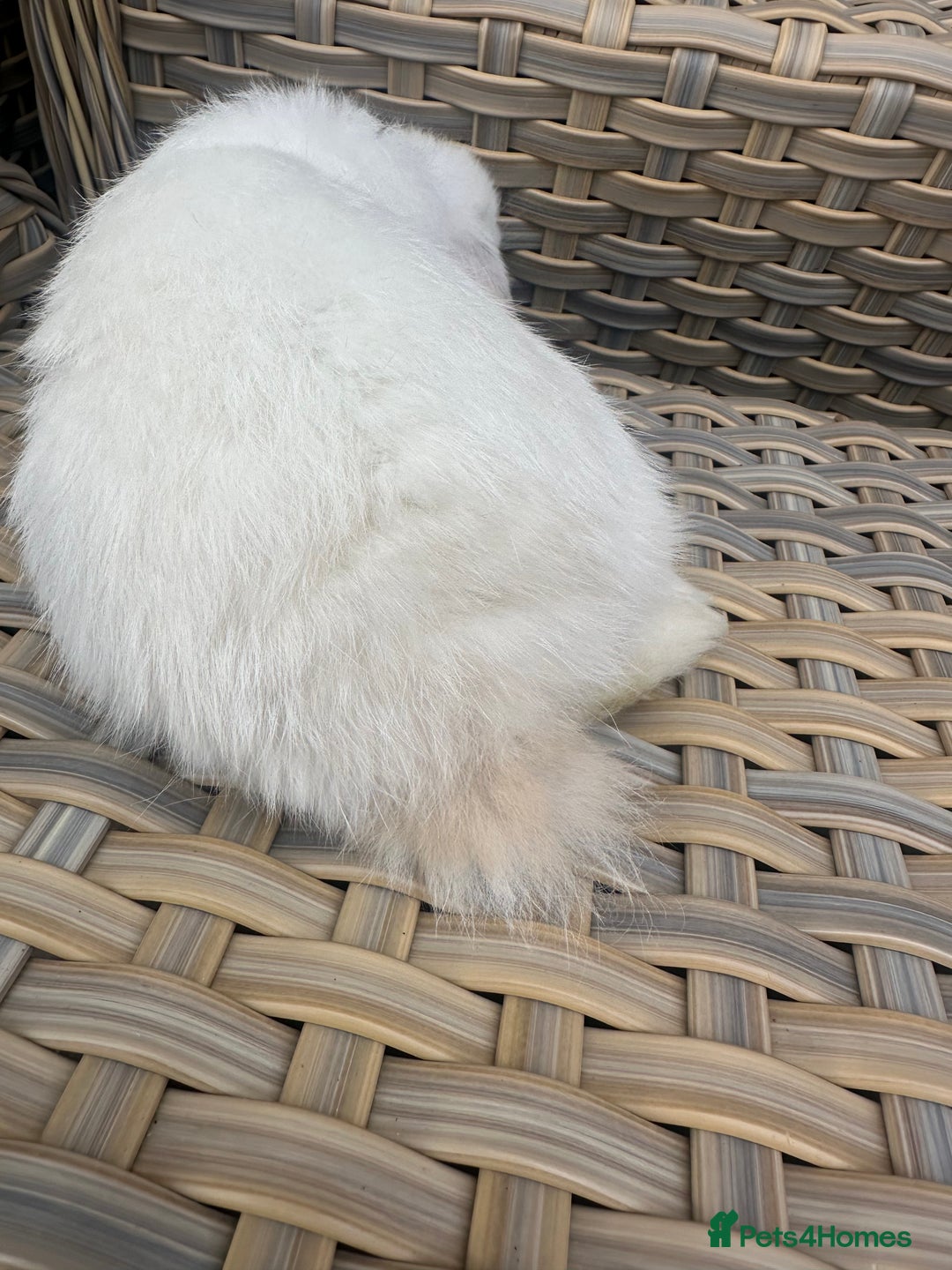 Mini Lop rabbits for sale: Gorgeous mini lop bucks available . - Image 5
