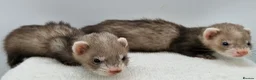 Ferret rodents for sale: Micro ferret hobs - Advert 4