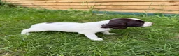 English Springer Spaniel dogs for sale: Well bred Springer Spaniel puppies  - Advert 4