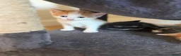 Mixed Breed cats for sale: 6 beautiful kittens  in Bilston - Advert 5