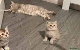 British Shorthair cats for sale: Amazing BSH kittens. READY TO GO!!! - Image 21