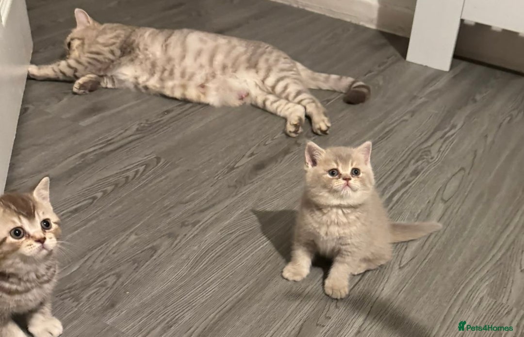 British Shorthair cats for sale: Amazing BSH kittens. READY TO GO!!! - Image 21