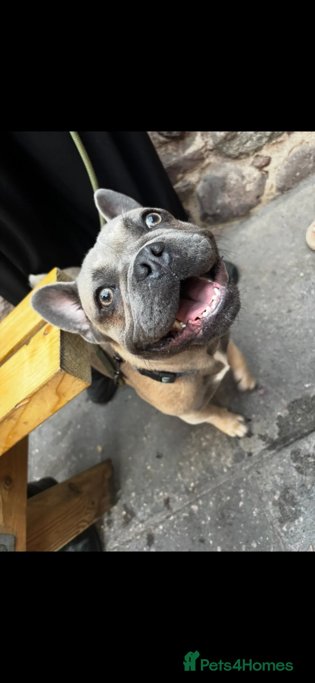 Frug dogs for sale: Blue/grey frenchbulldog cross pug - Advert 4