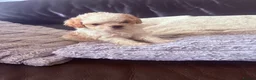 Cavapoo dogs for sale: Cavapoo Puppies - Advert 4
