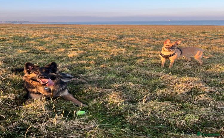 German Shepherd dogs - Advert 2