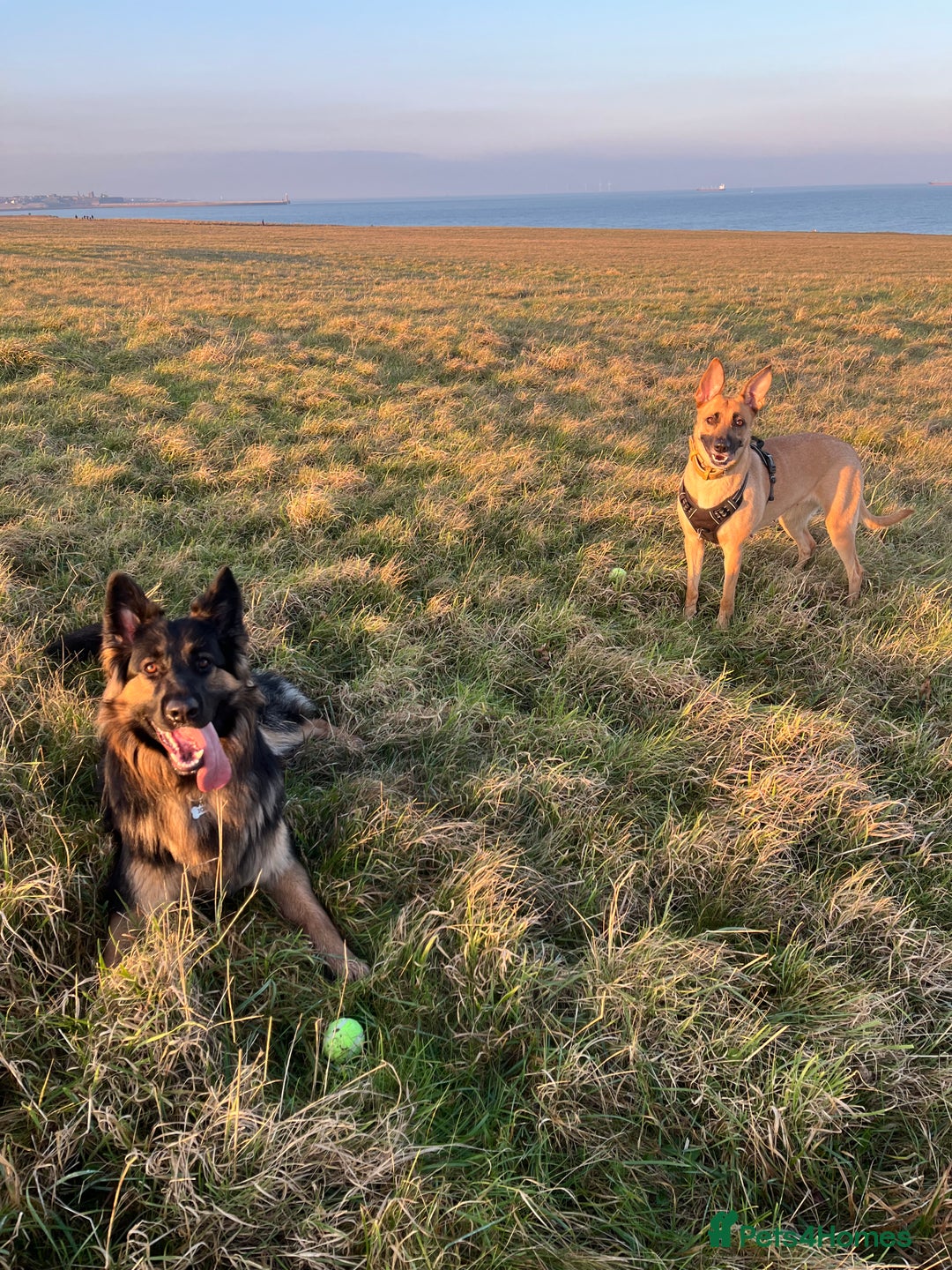 German Shepherd dogs for sale: 11 Beautiful German Shepherd Puppies 😍 - Image 1
