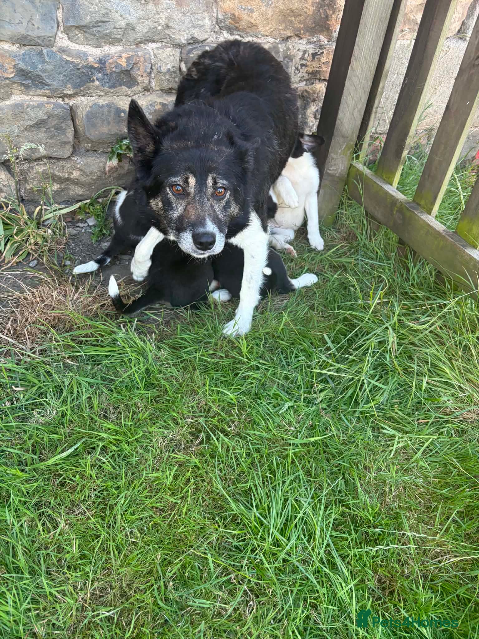 Border Collie dogs Border collie pups  - Advert 1