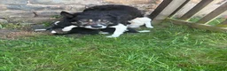 Border Collie dogs for sale: Border collie pups  - Advert 1