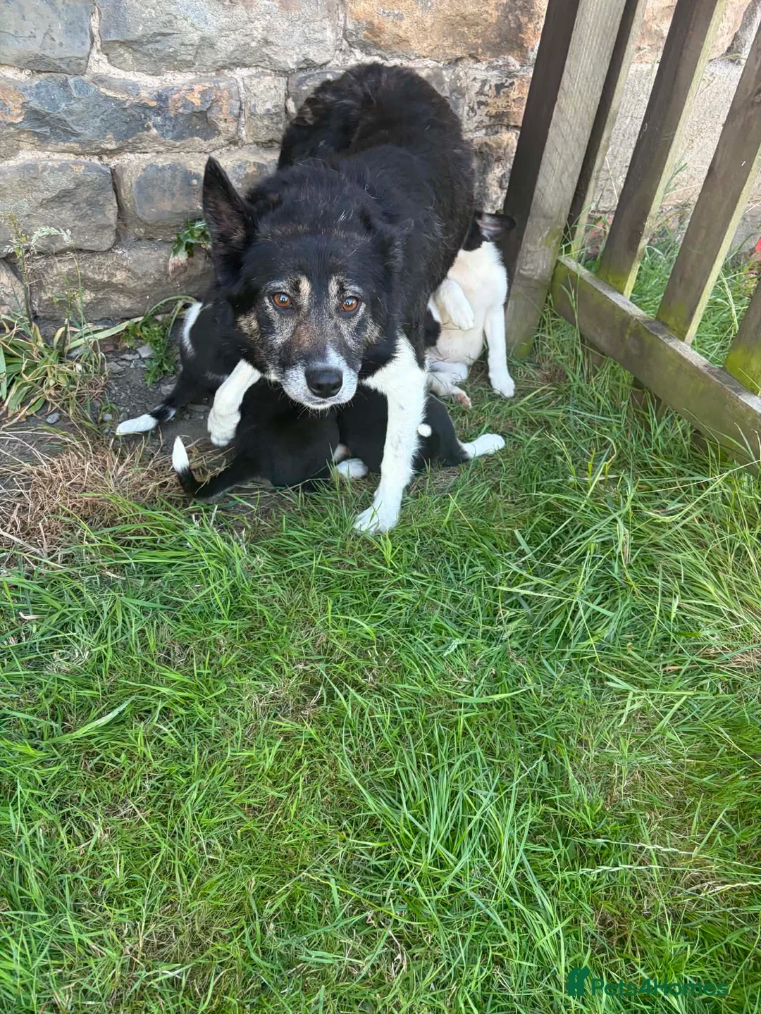 Border Collie dogs for sale: Border collie pups  - Advert 1