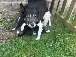 Border Collie dogs Border collie pups - Advert 1