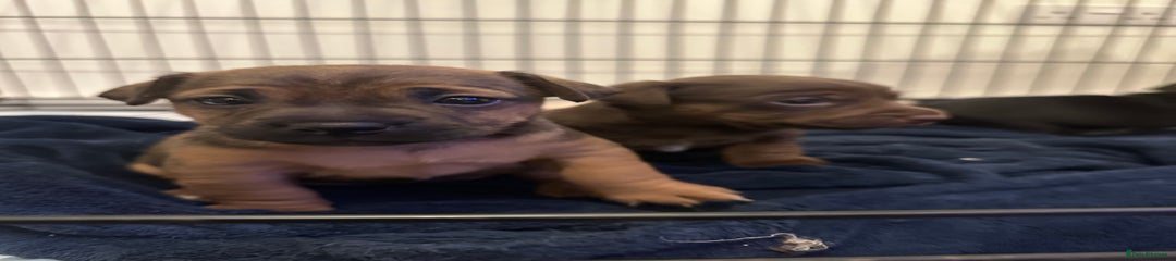 Jack Russell Puppy 2