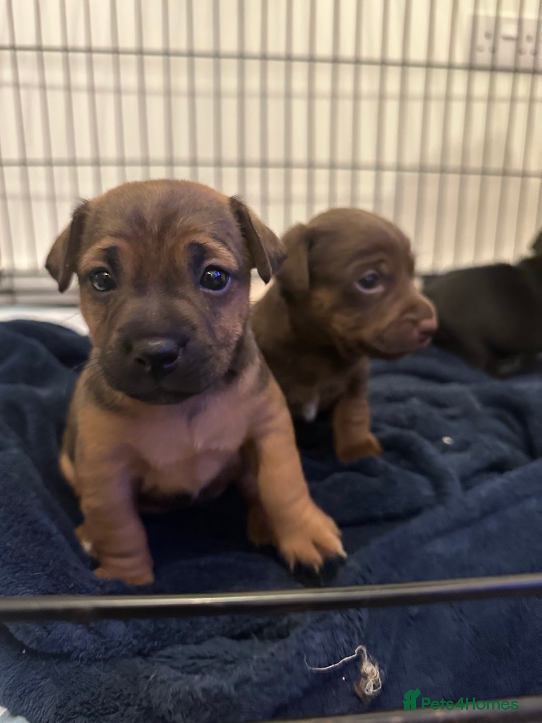 Jack Russell dogs for sale: Beautiful Jack Russell Puppies  - Image 12