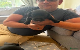 Mixed Breed dogs for sale: Doxla  - Image 6