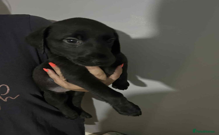 Labrador Retriever dogs - Advert 1