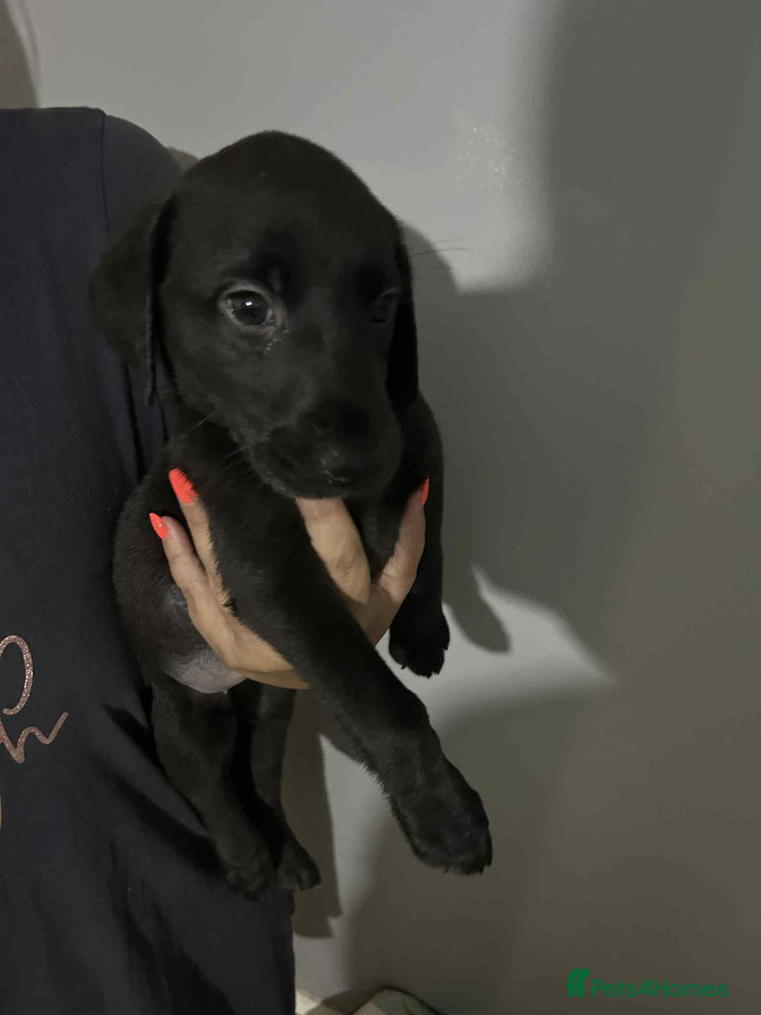 Labrador Retriever dogs for sale: Labrador puppies  - Image 1
