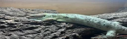 Skink reptiles for sale: Prehensile tailed skink - Advert 3