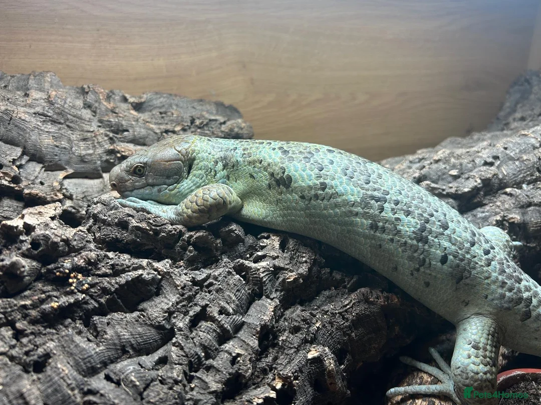 Skink reptiles for sale: Prehensile tailed skink - Advert 3
