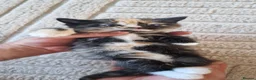 Persian cats for sale: Beautiful persian cross kitten for sale - Advert 12